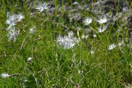 Sivun Dianthus spiculifolius Schur kuva