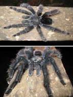 Image de Avicularia avicularia (Linnaeus 1758)