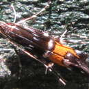 Image of Cosmopterix fulminella Stringer 1930