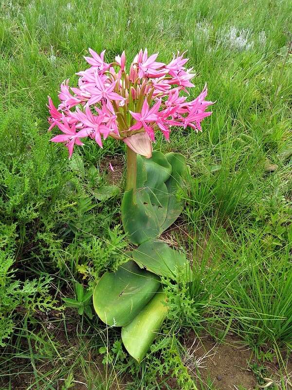 Image of Brunsvigia radulosa Herb.