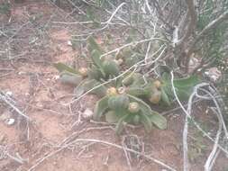 Слика од Glottiphyllum grandiflorum (Haw.) N. E. Br.