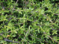 Image of Coprosma cuneata Hook. fil.