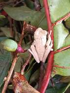 Image of Charuplaya Tree Frog