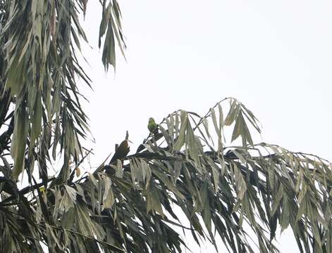 Image of Ceylon Hanging-Parrot