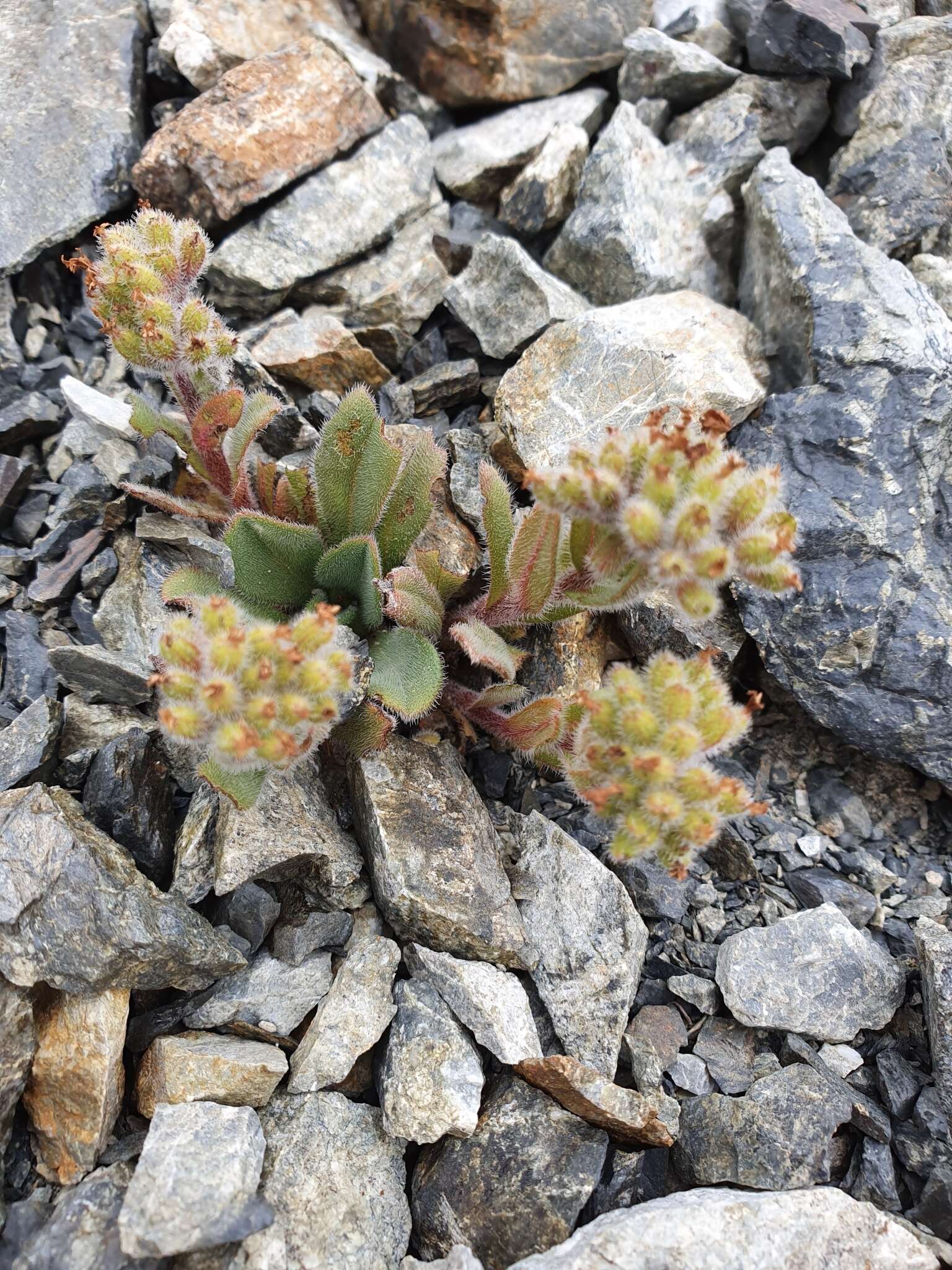 Image de Myosotis traversii var. cantabrica L. B. Moore