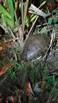 Image of Trachemys grayi panamensis Mccord, Joseph-Ouni, Hagen & Blanck 2010