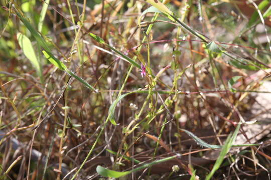 Sivun Stylidium cordifolium W. V. Fitzg. kuva