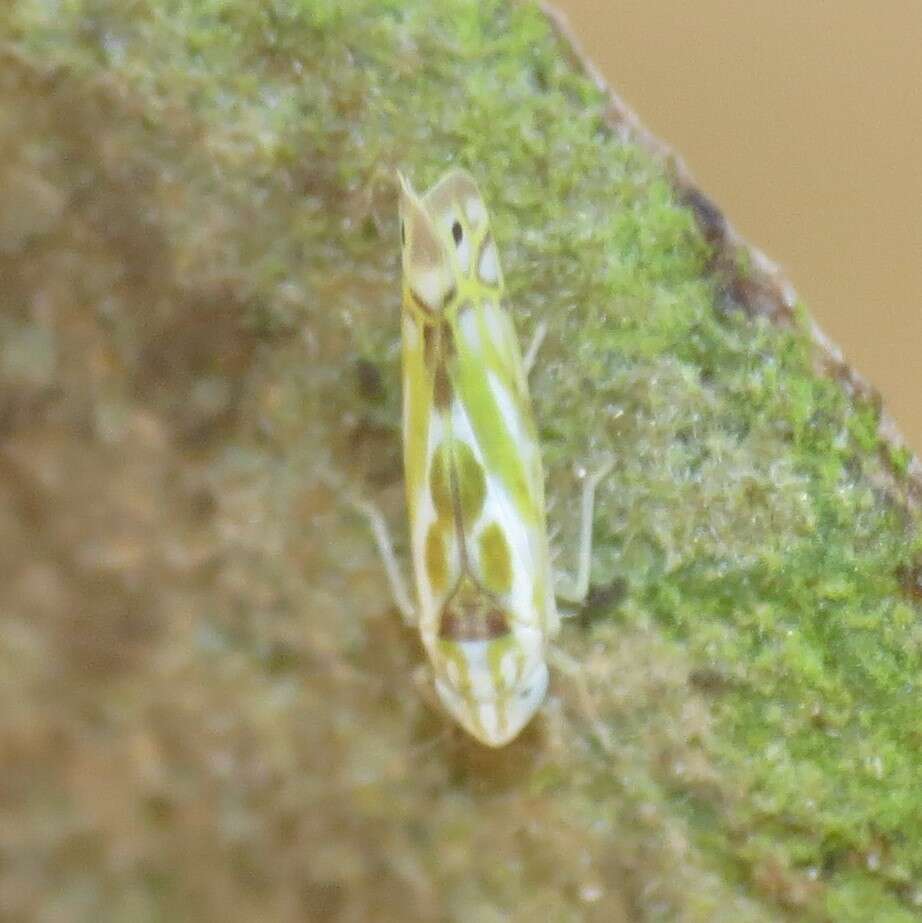 Image of Alconeura (Alconeura) unipuncta (Gillette 1898)