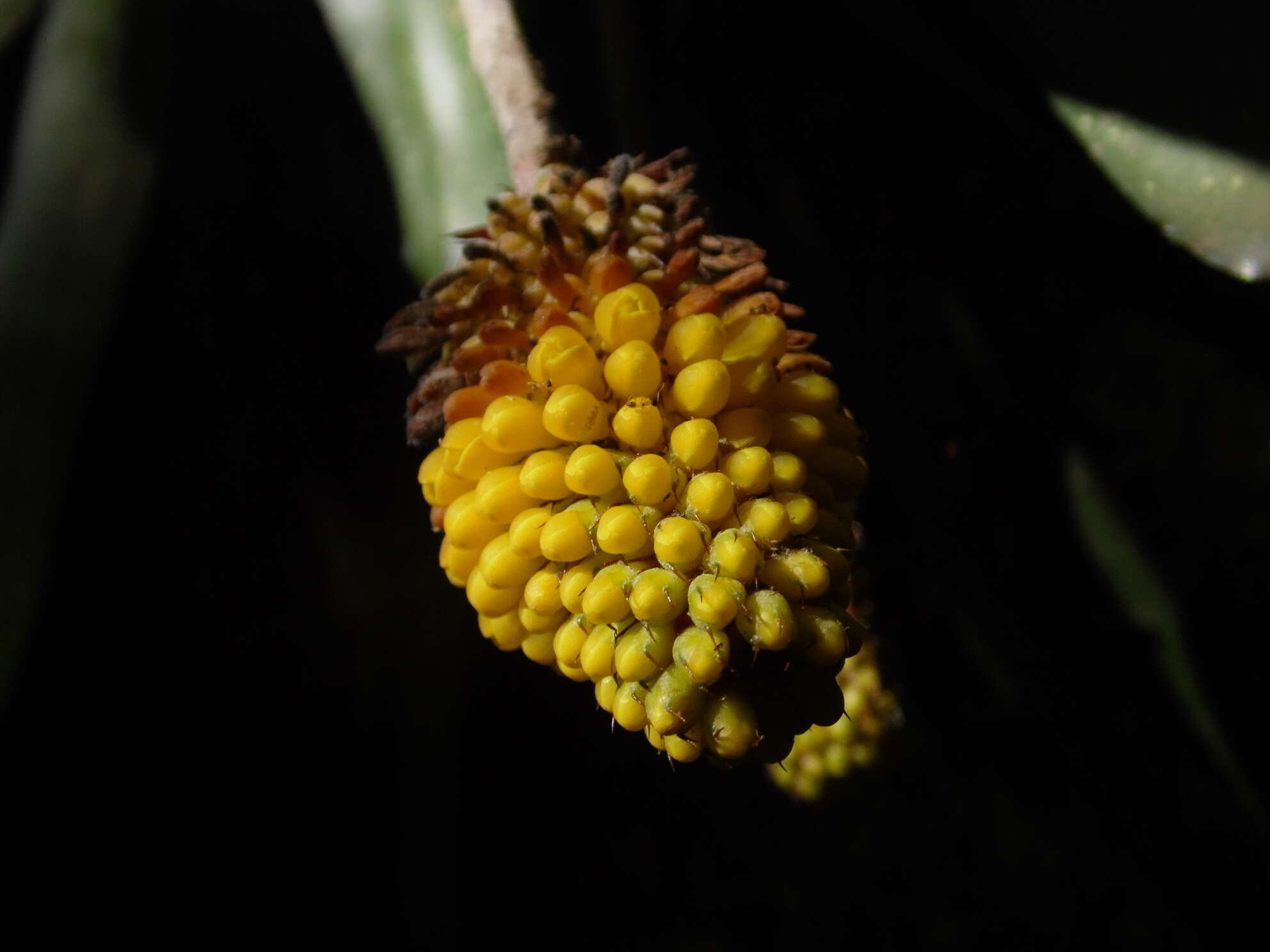 Image of Aechmea calyculata (É. Morren) Baker