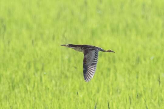 Image of Schrenck's Bittern