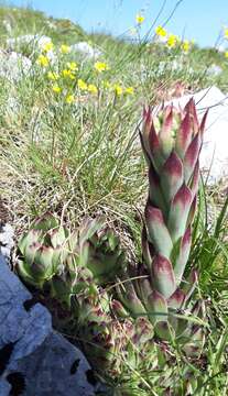 Image of Sempervivum riccii Iberite & Anzal.