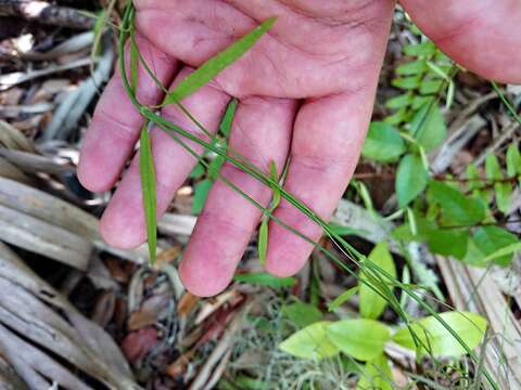 Orthosia scoparia (Nutt.) Liede & Meve的圖片