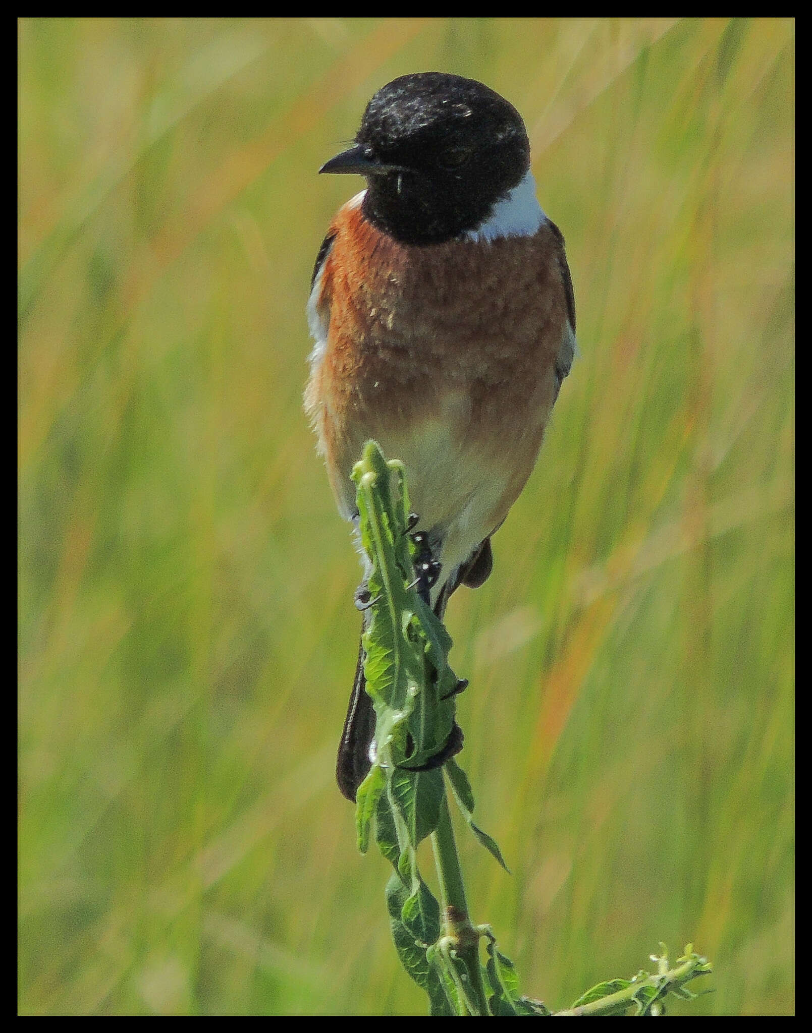 صورة Saxicola torquatus stonei Bowen 1931