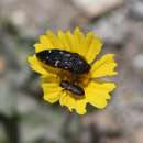 Image of Acmaeodera condita Barr 1972