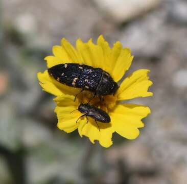 Image of Acmaeodera condita Barr 1972