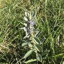 Image of Ajuga integrifolia Buch.-Ham. ex D. Don