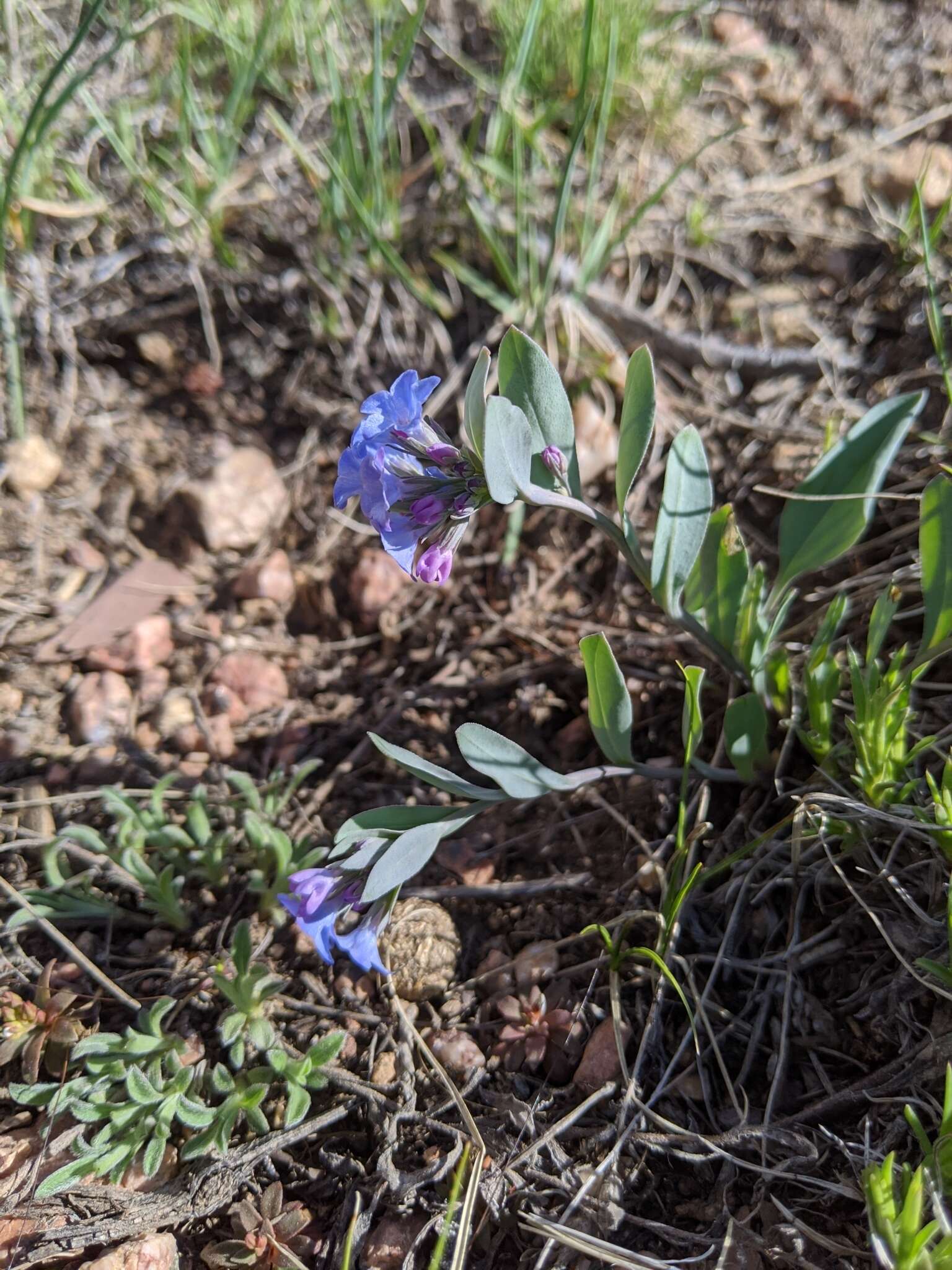 Image of Rocky Mountain bluebells