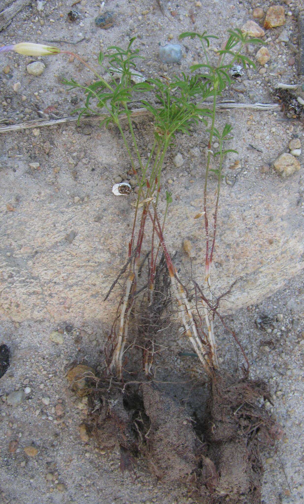 Image de Oxalis engleriana Schlechter