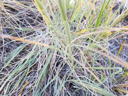 صورة Hordeum californicum Covas & Stebbins