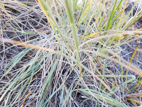 Image of California barley