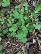 صورة Nemophila aphylla (L.) Brummitt