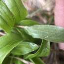 Imagem de Maianthemum formosanum (Hayata) La Frankie