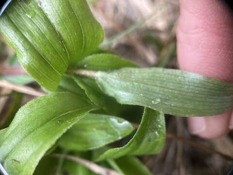 Слика од Maianthemum formosanum (Hayata) La Frankie