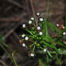 Image de Schizoglossum bidens subsp. galpinii (Schltr.) Kupicha