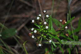 Image de Schizoglossum bidens subsp. galpinii (Schltr.) Kupicha