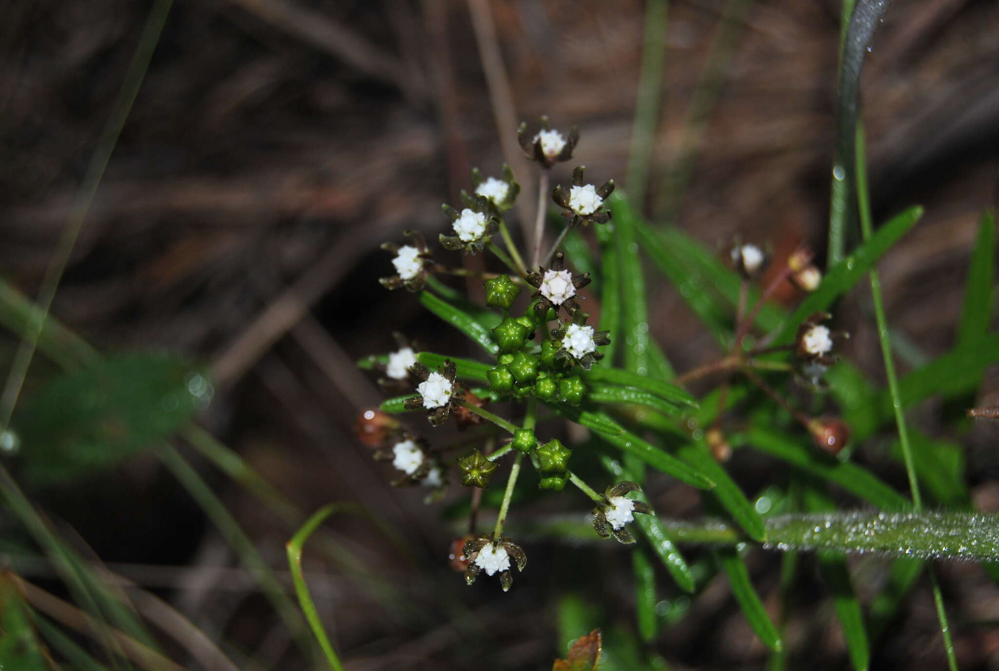 Schizoglossum bidens subsp. galpinii (Schltr.) Kupicha的圖片