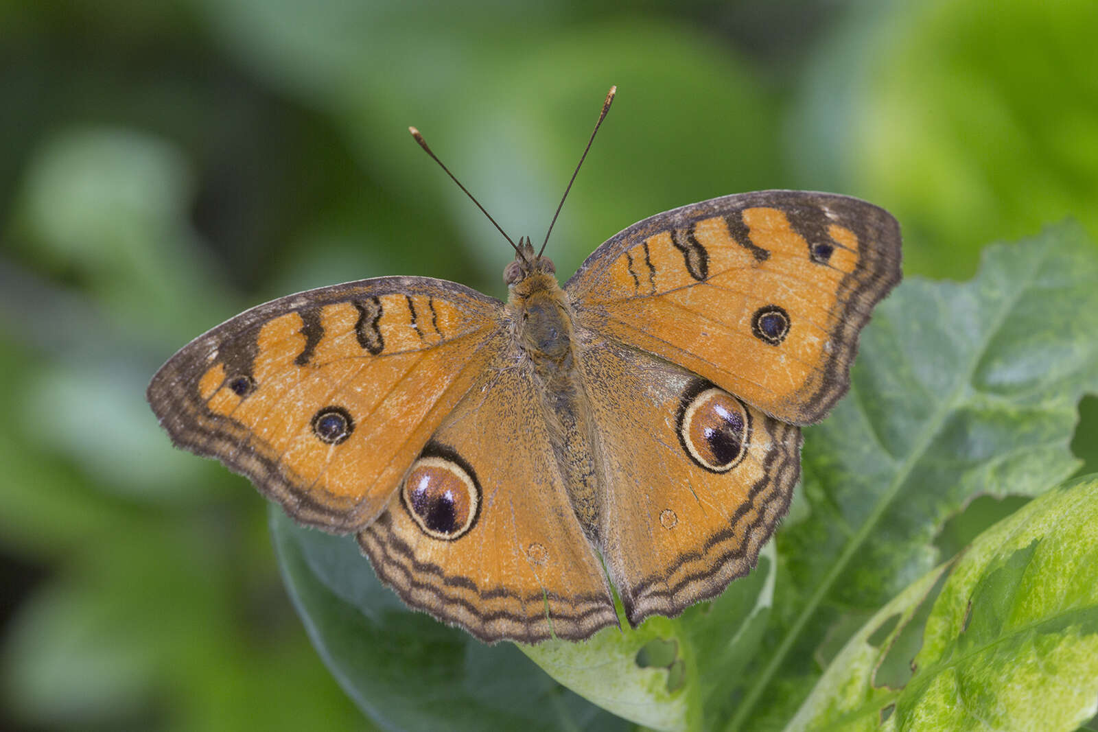 Image of Peacock Pansy