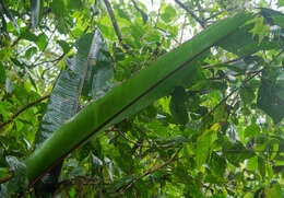 Image of Heliconia burleana Abalo & G. Morales