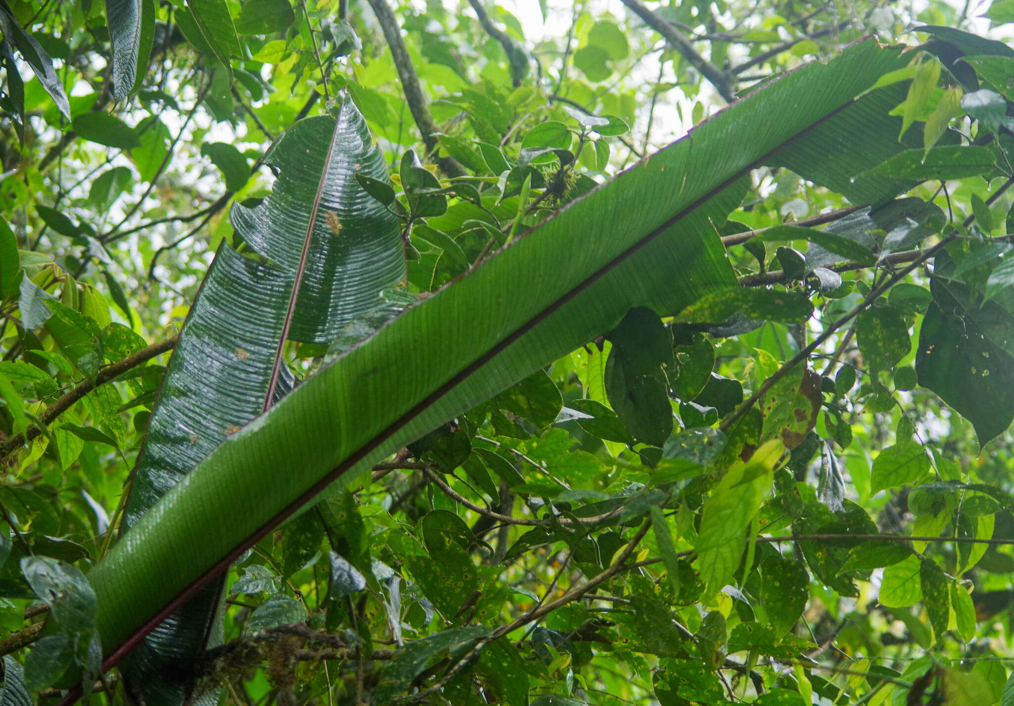 Sivun Heliconia burleana Abalo & G. Morales kuva