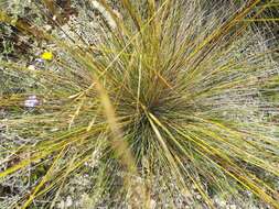 Image of Stipa juncea L.