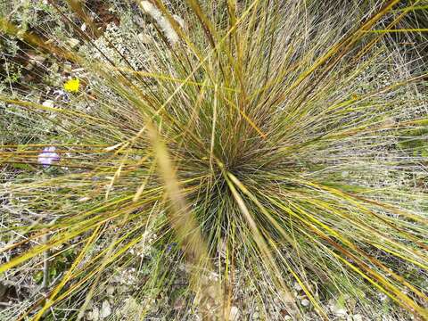 Stipa juncea L. resmi