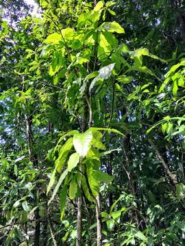 Image of umbrella catchbirdtree