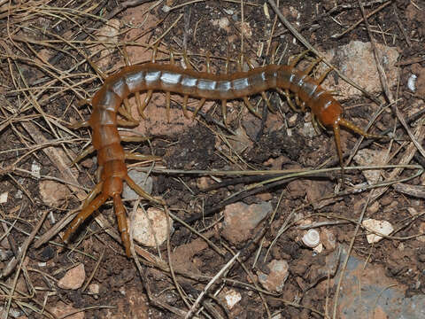 Image of Scolopendra cretica Lucas 1853