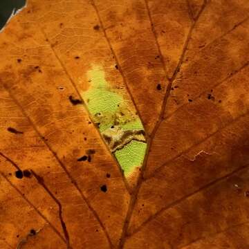 Sivun Stigmella tityrella (Stainton 1854) Hering 1957 kuva