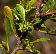 Image of Rhamnus crenulata Ait.