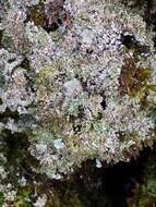 Image of cup lichen