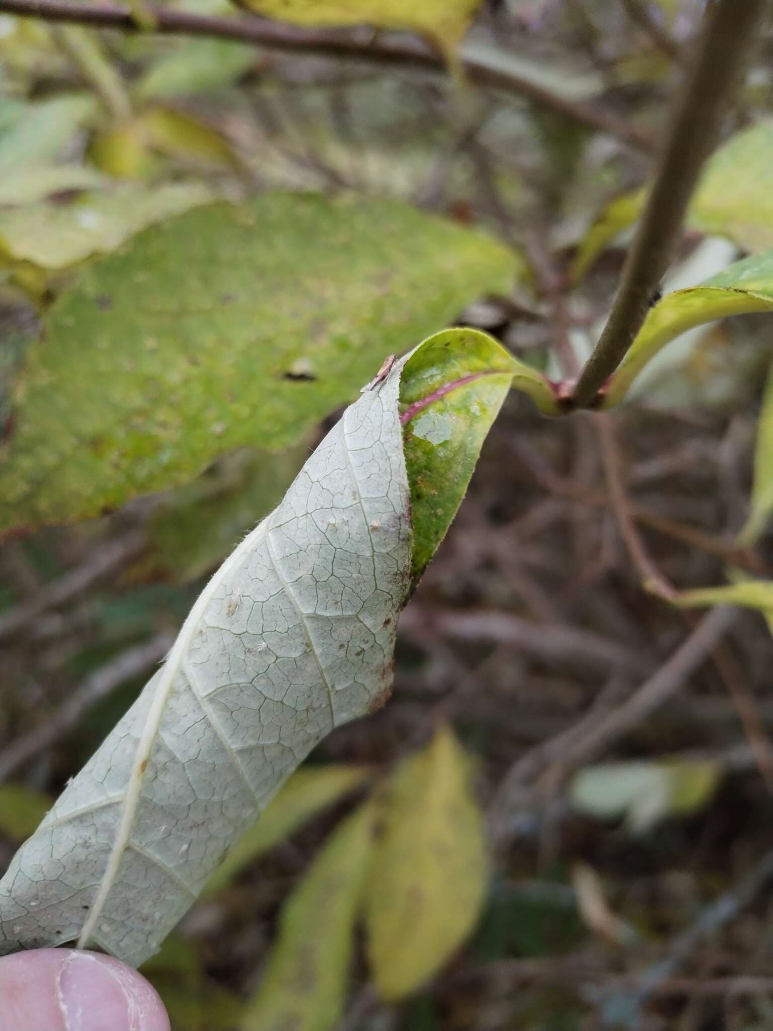 Plancia ëd Igutettix oculatus (Lindberg 1929)