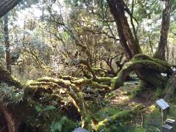 Слика од Rhododendron formosanum Hemsl.