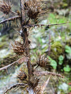 Image de Ptilostemon casabonae (L.) Greuter