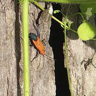 Leptocoris augur (Fabricius 1781) resmi