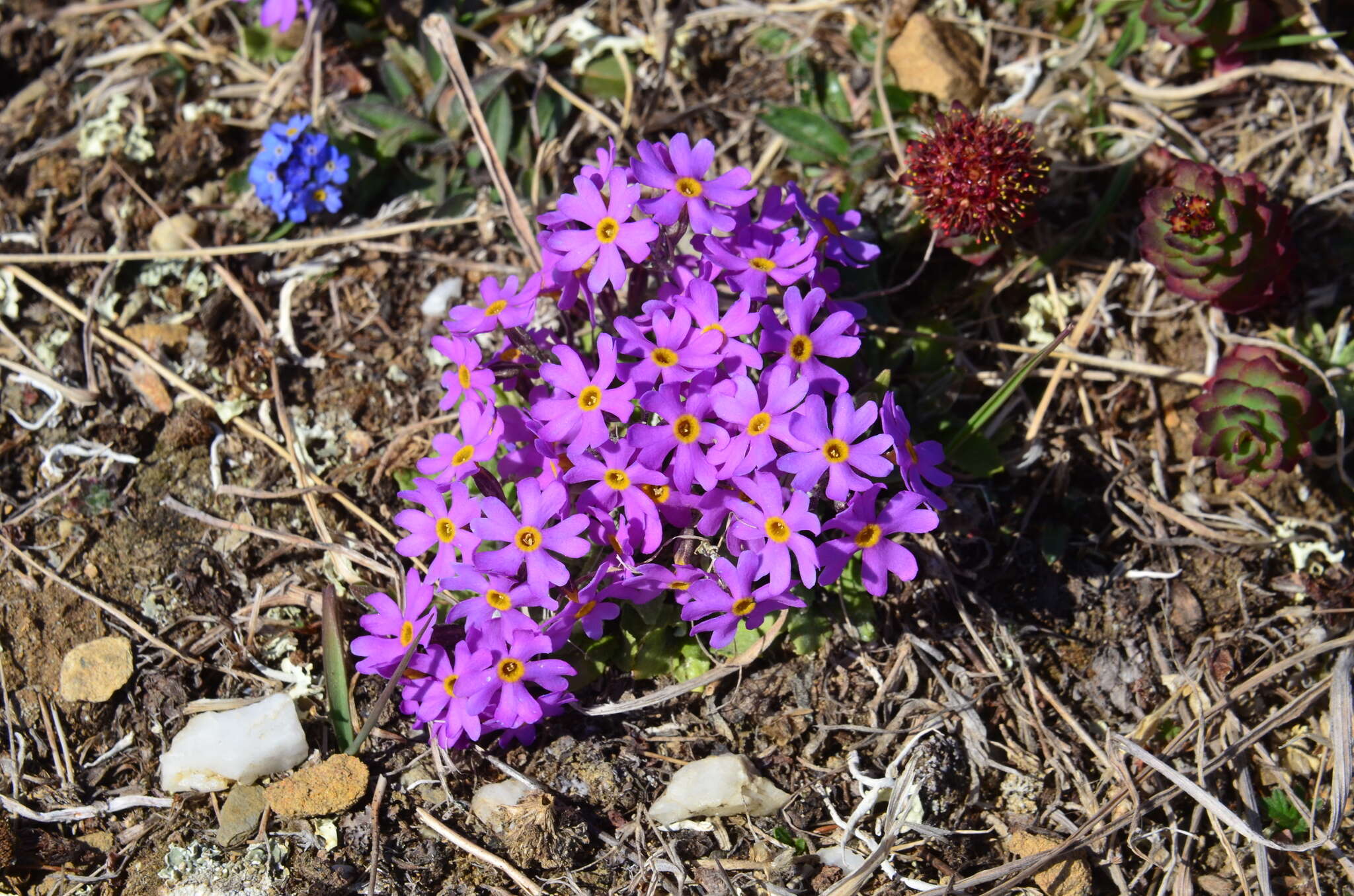 Primula borealis Duby resmi