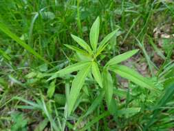 Image de Coreopsis tripteris L.