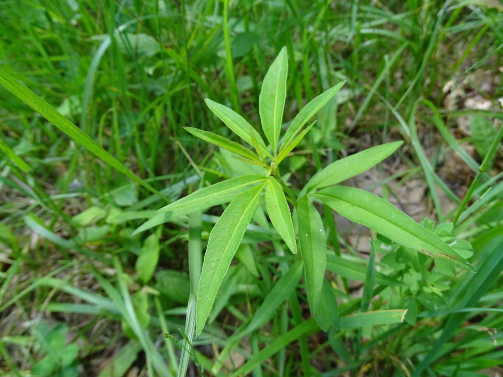 Image de Coreopsis tripteris L.