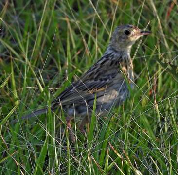 Image of Ochre-breasted Pipit