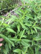 Image of Rudbeckia terranigrae