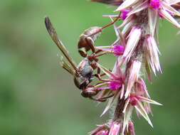 Image of Polistes tenellus Buysson 1905